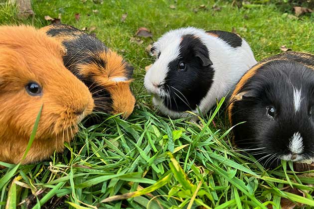 Meerschweinchen Stöpsel in artgerechter Haltung.
