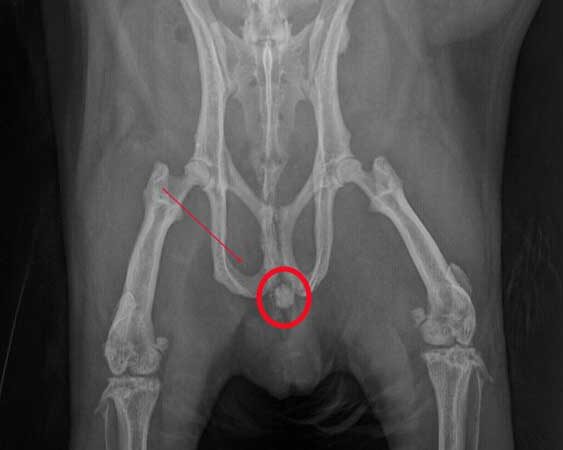 Röntgenbild eines Meerschweinchens mit Harnstein im Beckenbereich.