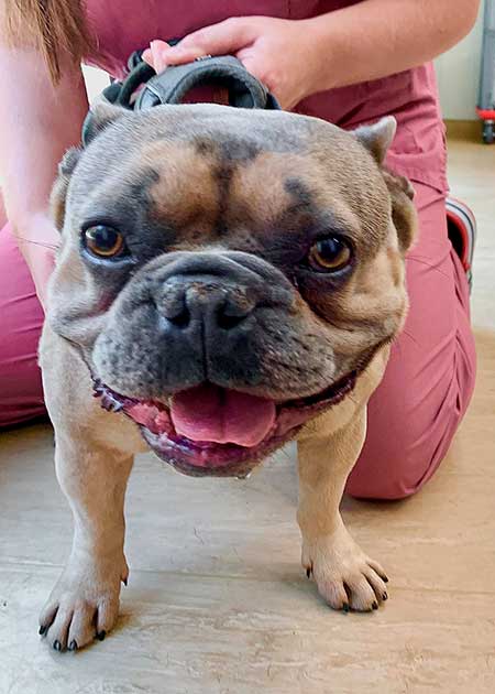 Brachyzephaler Hund in der Tierklinik Ismaning; kurze Schnauze und kompakter Kopf im Vordergrund, Umgebung deutet Untersuchungssituation an.