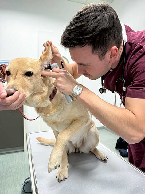Tierarzt Dr. Lukas Frentzel untersucht das Ohr eines Hundes in der Tierklink Ismaning.