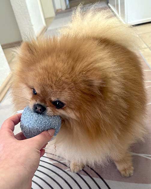 Pomeraninan mit Ball.