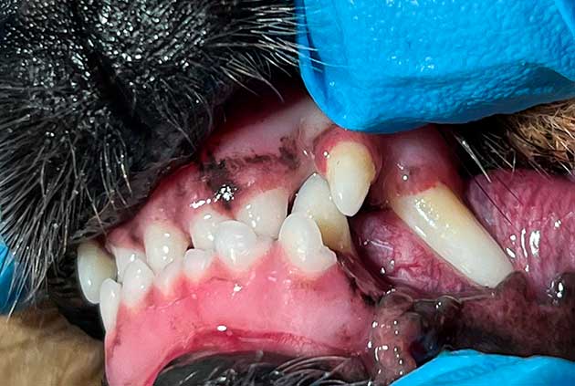 Zahnsituation vor der Behandlung, gegen&uuml;berliegende Seite: persistierende Milchz&auml;hne im Maul.