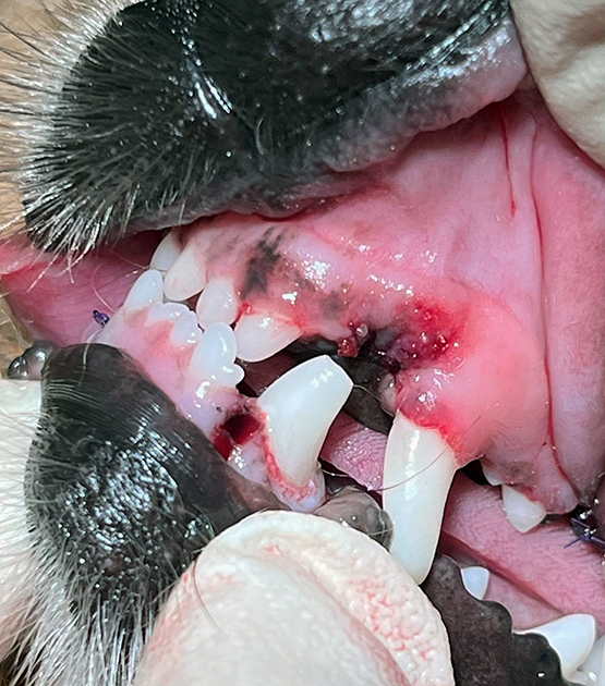 Zahnsituation nach der Behandlung, gegen&uuml;berliegende Seite: persistierende Milchz&auml;hne entfernt, Wunden vern&auml;ht; Unterkiefer-Fangz&auml;hne gek&uuml;rzt.