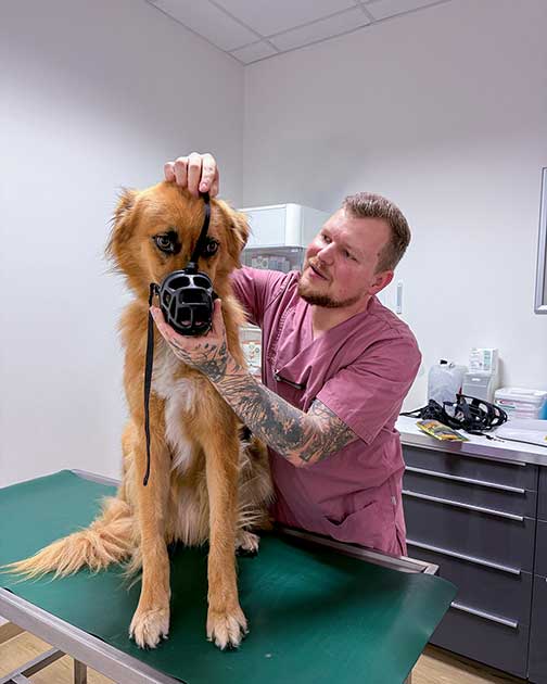 Ein TFA der Tierklinik Ismaning legt einem Hund einen Maulkorb an.