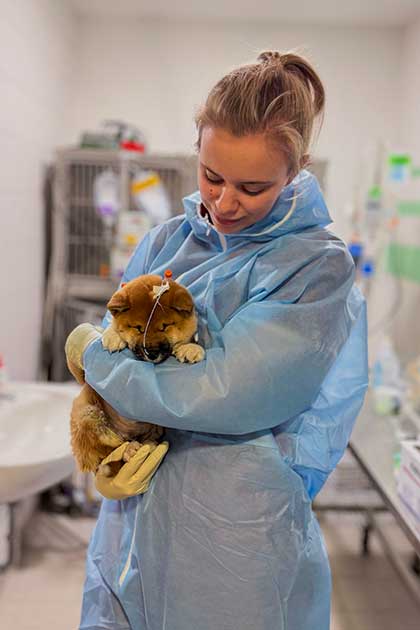 Tierpflegerin tr&auml;gt auf der Isolierstation der Tierklinik Ismaning einen Welpen auf dem Arm, der wegen Parvovirose behandelt wird.