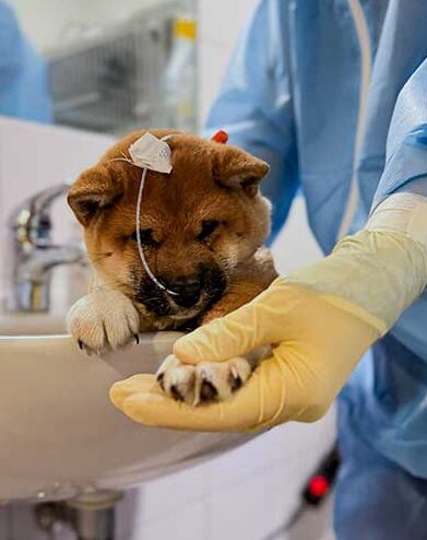 Tierpflegerin h&auml;lt auf der Isolierstation die Pfote eines Welpen, der wegen Parvovirose behandelt wird.