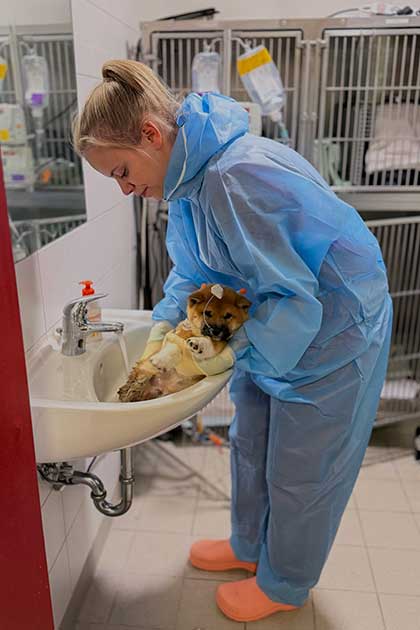 Tierpflegerin reinigt auf der Isolierstation das Hinterteil eines Welpen, der an Parvovirose erkrankt ist.