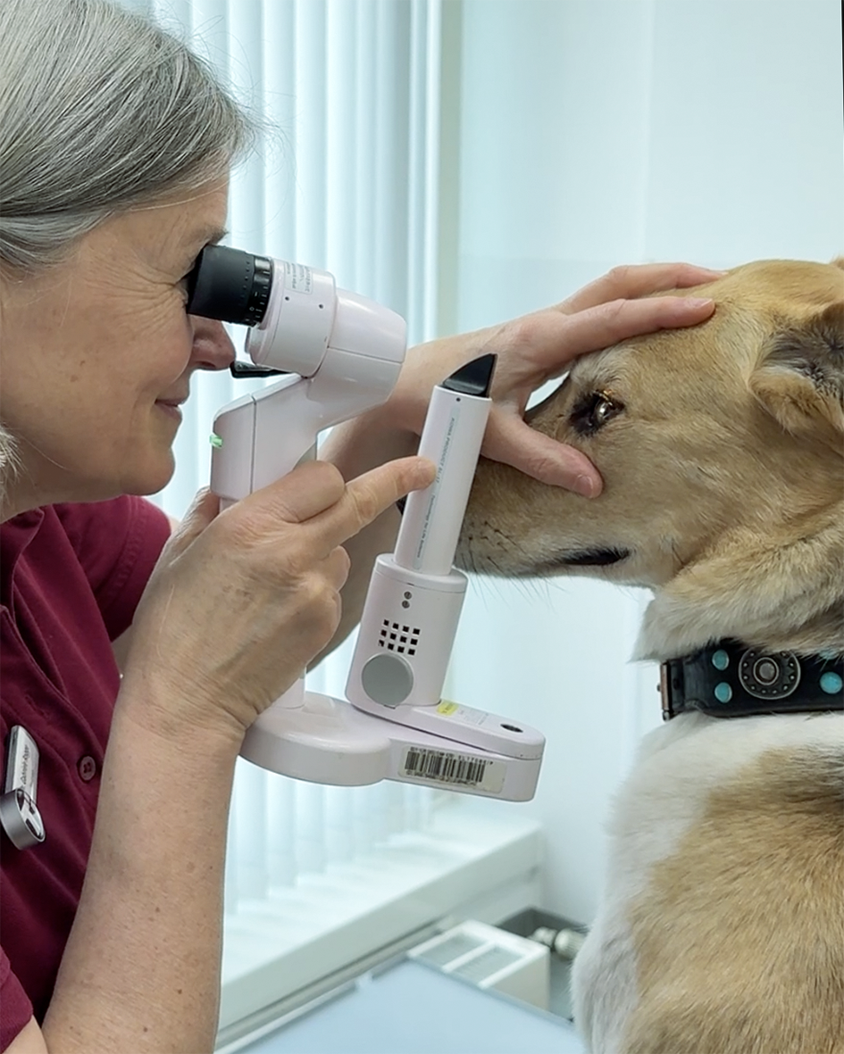 Augenuntersuchung beim Hund mit der Spaltlampe in der Tierklinik Ismaning.