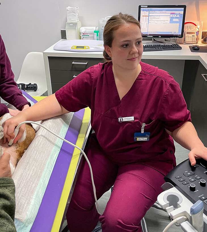 Reproduktionsmedizinerin Friederike B&ouml;hme bei der Ultraschalluntersuchung einer H&uuml;ndin.