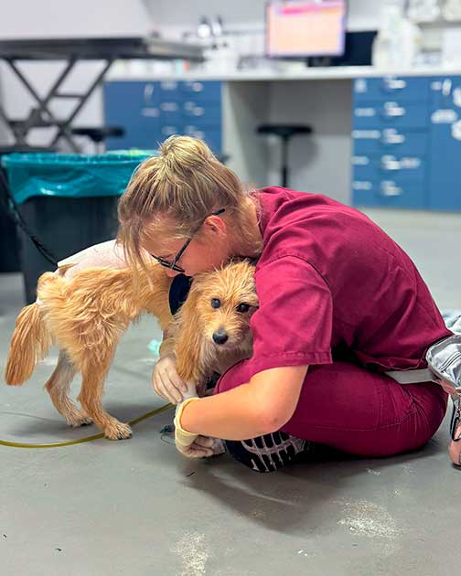 Mischlingshündin Lisa nach der Operation während der Nachsorge auf der Station der Tierklinik Ismaning, betreut von TFA-Auszubildender Lisa Walter.