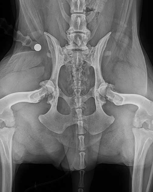 R&ouml;ntgenaufnahme vor der Operation: H&uuml;ndin mit gleichzeitig ausgerenkten H&uuml;ften durch Coxarthrose in der Tierklinik &ndash; diagnostische Darstellung vor dem Einsatz von Kunsth&uuml;ften beim Hund.