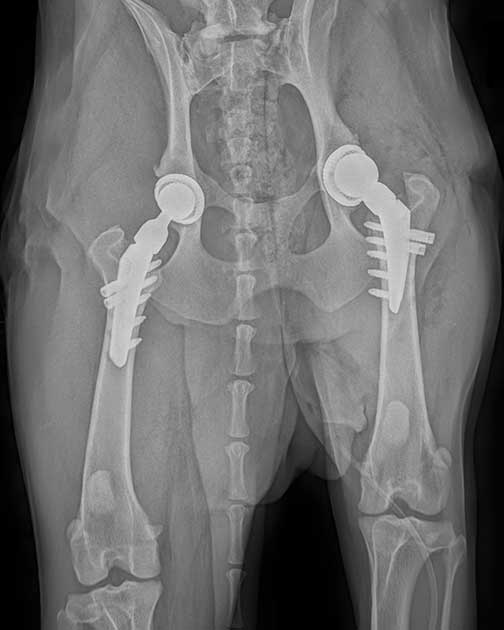 Postoperative R&ouml;ntgenaufnahme einer H&uuml;ndin nach beidseitigem Einsatz k&uuml;nstlicher H&uuml;ftgelenke in der Tierklinik Ismaning &ndash; erfolgreiche Versorgung mit modernen Kunsth&uuml;ften nach schwerer Coxarthrose.