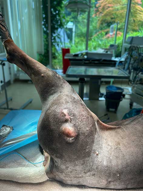 Oberschenkeltumor bei einem Senior-Hund.