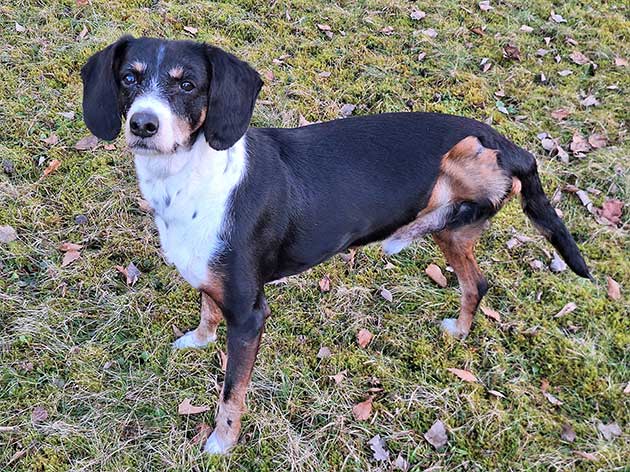 Seniorhund, der nach einer Tumoroperation und Amputation nur noch drei Beine hat.