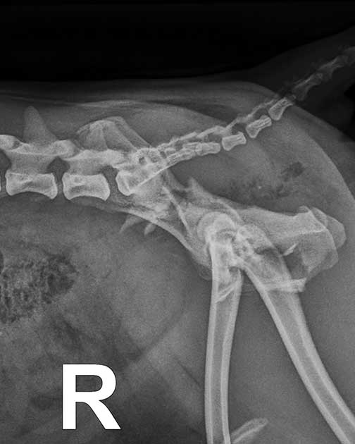 Seitliche Röntgenaufnahme eines Mopses mit Beckenfraktur vor der operativen Stabilisierung in der Tierklinik Ismaning.