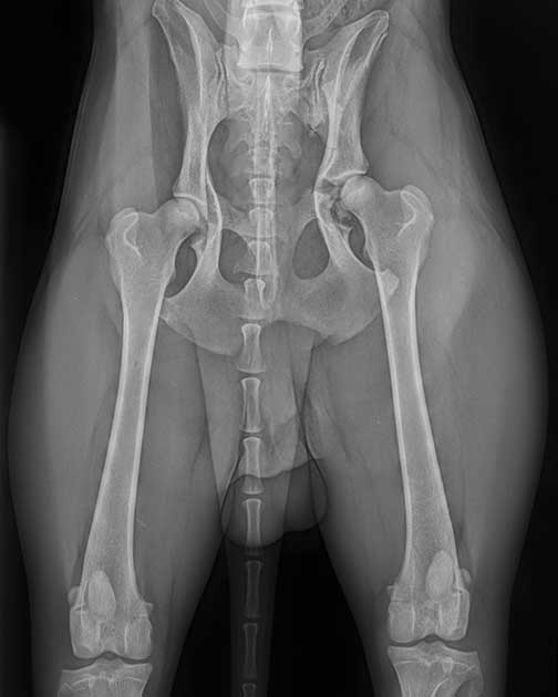 Frontale Aufnahme einer komplexen Beckenfraktur mit Beteiligung der Hüftgelenkpfanne vor der Operation in der Tierklinik Ismaning.