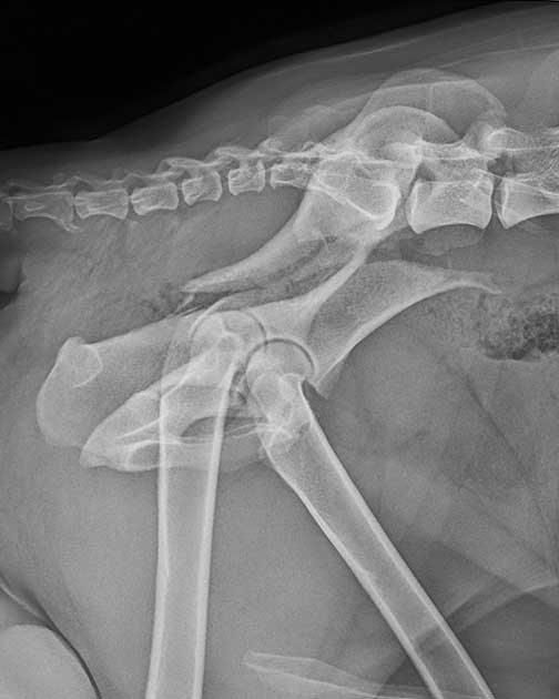 Seitliche Aufnahme eines Hundes mit komplexer Beckenfraktur und Beteiligung des Hüftgelenks vor der Operation in der Tierklinik Ismaning.
