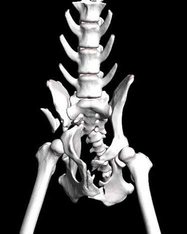 3D-CT eines Mopses mit komplexer Beckenfraktur vor der operativen Versorgung in der Tierklinik Ismaning.