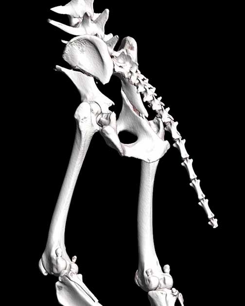 3D-CT eines Hundes mit komplexer Beckenfraktur und Beteiligung der Hüftgelenkpfanne vor der Operation in der Tierklinik Ismaning.