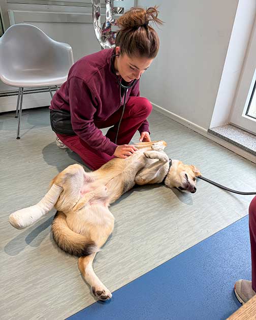 Friederike Mette, Notfallmanagerin der Tierklinik Ismaning, untersucht einen Hund mit dem Stethoskop im Wartezimmer.