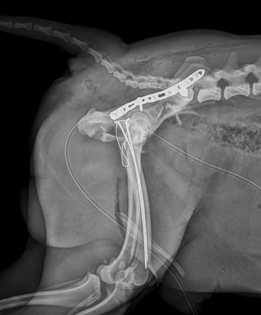 Seitliche Röntgenaufnahme nach operativer Versorgung einer Beckenfraktur beim Mops in der Tierklinik Ismaning.