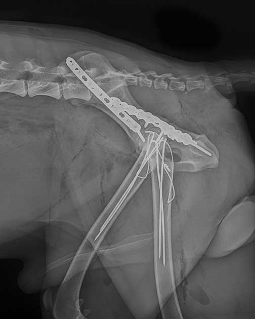 Weitere seitliche Röntgenaufnahme nach der operativen Stabilisierung der komplexen Beckenfraktur beim Hund.