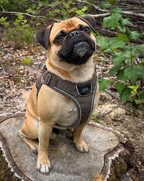 Mops Rufus ist nach der Versorgung seines Beckenbruchs wieder fit.