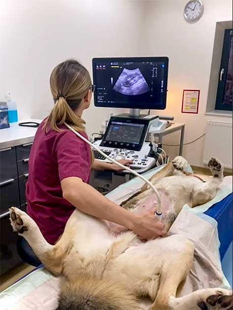 Tierärztin der Tierklinik Ismaning führt bei einem Hund eine Ultraschalluntersuchung zur Vorsorge Milztumor durch.